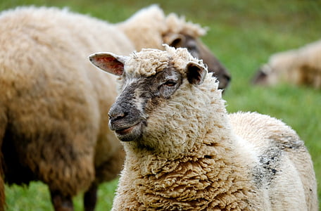 lampaat, eläinten, villaa, lammaslauma, laidun, maatalous