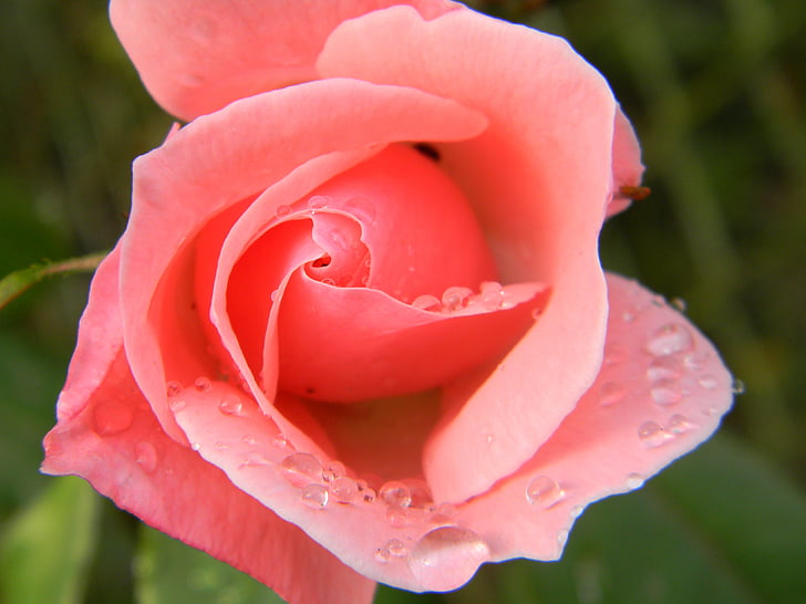 Rosa, fleur, eau, rose rouge, fleurs, rouge, nature