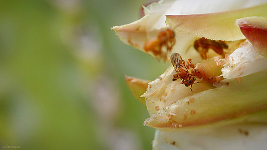 mandacarú Hoa, Sân vườn, con ong