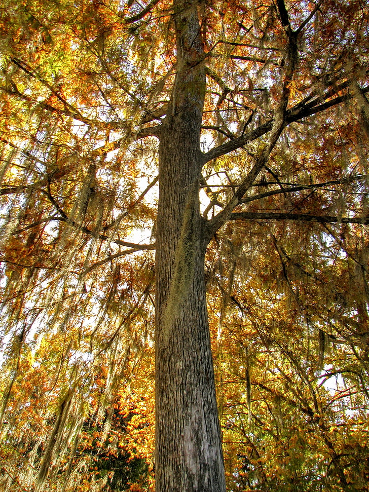 Wakulla, Florida, USA, træ, efterår