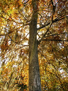 Wakulla, Florida, ABD, ağaç, Sonbahar