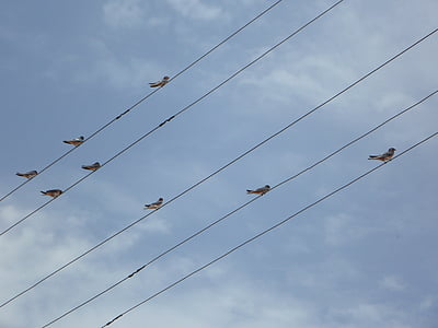swallows, power lines, lines, collect, sit, birds, electricity