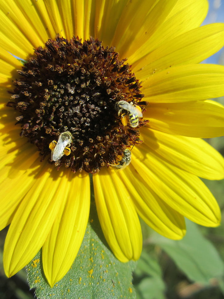 bunga, bunga matahari, musim panas, lebah, lebah