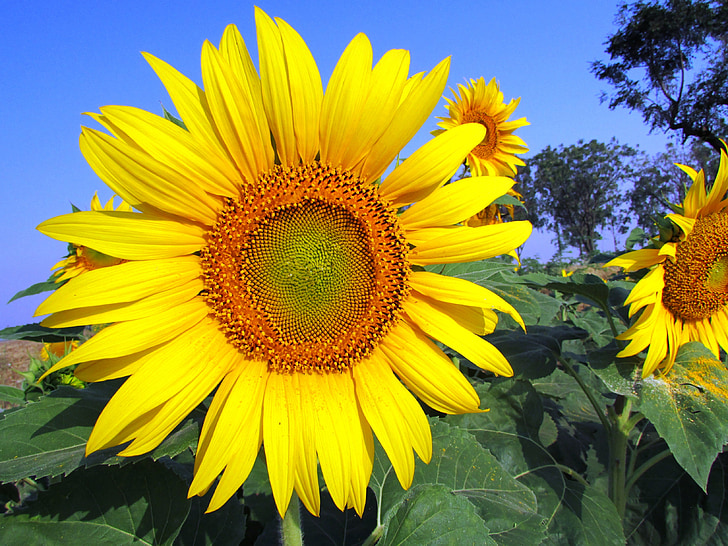 sunflower, flower, yellow, plant, navalgund, india