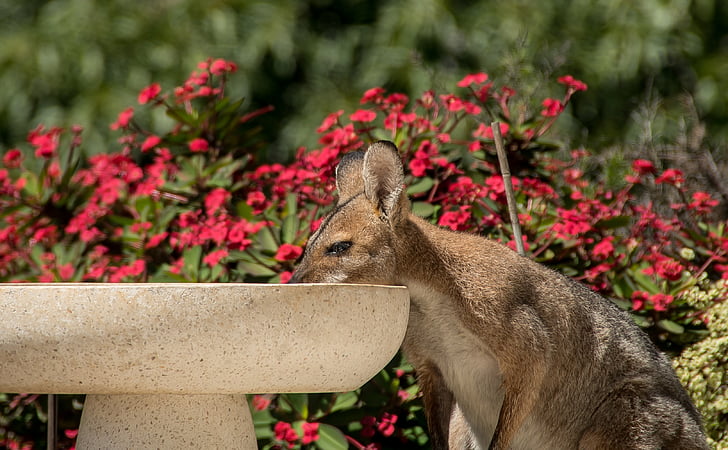 Wallaby, wallaby Redneck, femelle, consommation d’alcool, chaud, Australie, Queensland