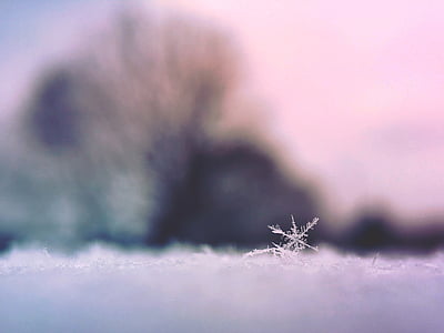 Blanco, nieve, escama, selectiva, enfoque, Fotografía, copo de nieve