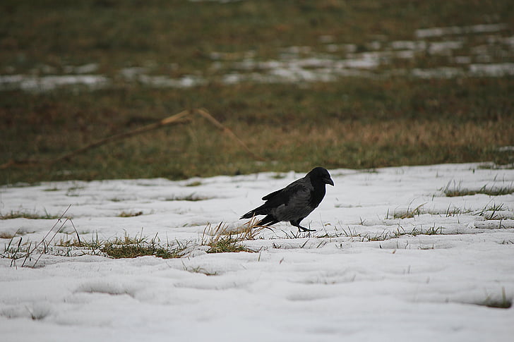 Raven, fugl, Raven fugl, Crow
