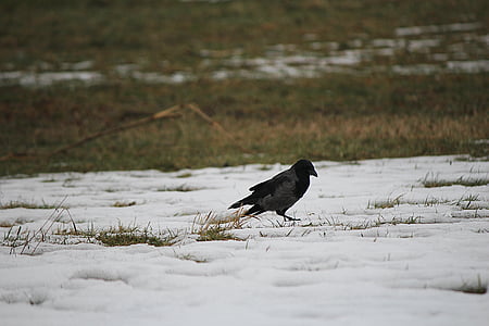 raven, bird, raven bird, crow