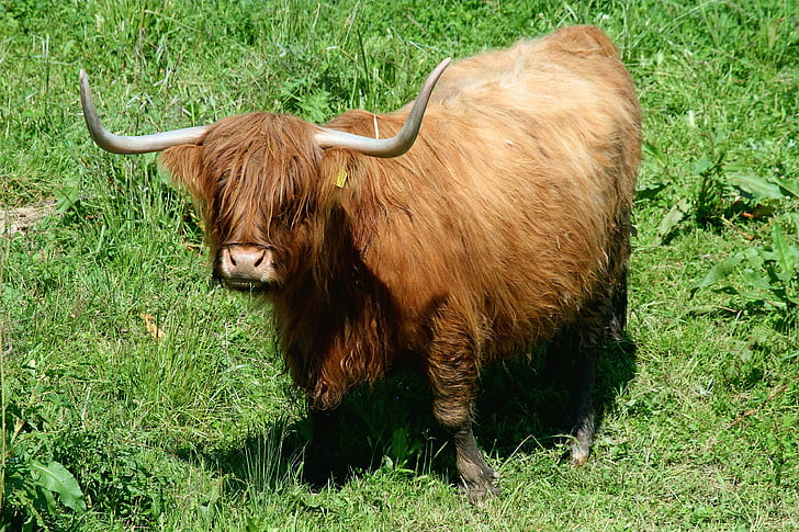 Highland sapi, daging sapi, Highland longhorn, pertanian, tanduk, padang rumput, ternak