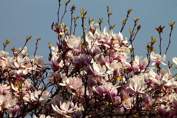 kirsebærblomster, forår, Cherry blossom, Bloom, Pink, natur, træ