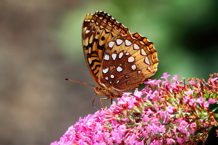 Schmetterling, großen spangled fritillary, Fritillary butterfly, Fritillary, Natur, Insekt, Schmetterling - Insekt