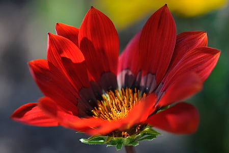 çiçek, Kırmızı, Makro, Petal, çiçek kafa, doğada Güzellik, kırılganlık