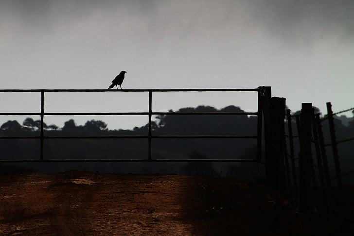 Corbeau sur une clôture, ferme, corvidés, Agriculture, clôture, oiseau, domaine