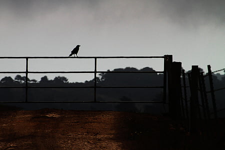 Crow op een hek, boerderij, corvid, landbouw, hek, vogel, veld