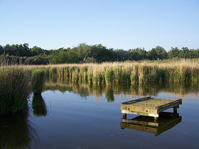 jezero, Reed, vode, krajolik, priroda, zrcaljenje, vodama