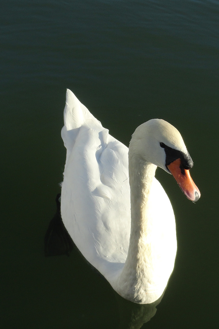 Swan, vit, sjön, vatten fågel, naturen, fjäder, eleganta