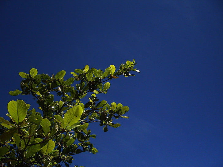 nature, sky, blue, tree