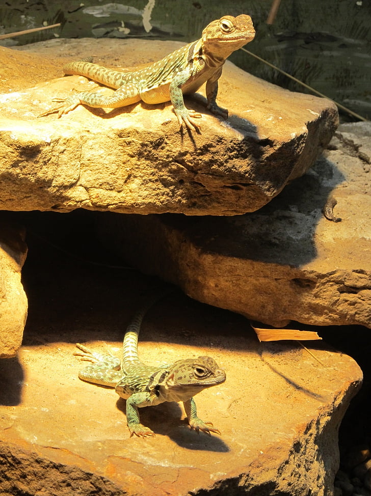 lizards, rocks, looking, reptiles, close up, tropical, indoors