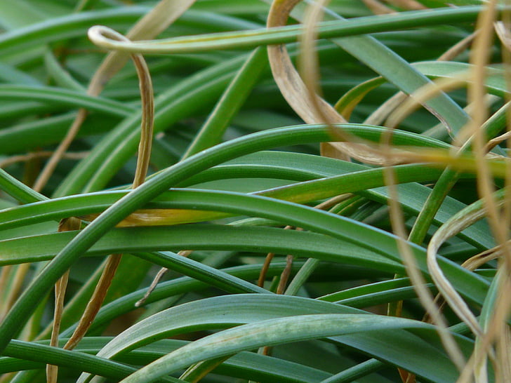 grass, bamboo grassedit this page, ornamental plant, plant, garden, green