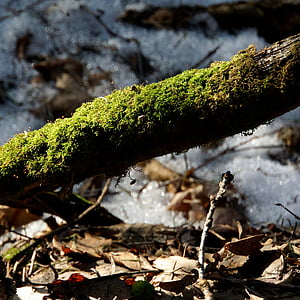 moss, mossy, old branch, moss-covered branch
