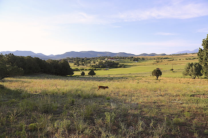 Colorado, zelenilo, štene (sjedenje), ljeto, razgledavanje, farma, planine