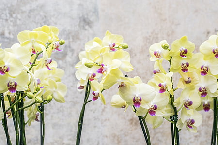orquídia, flor, floral, natura, flor, flor, tropical