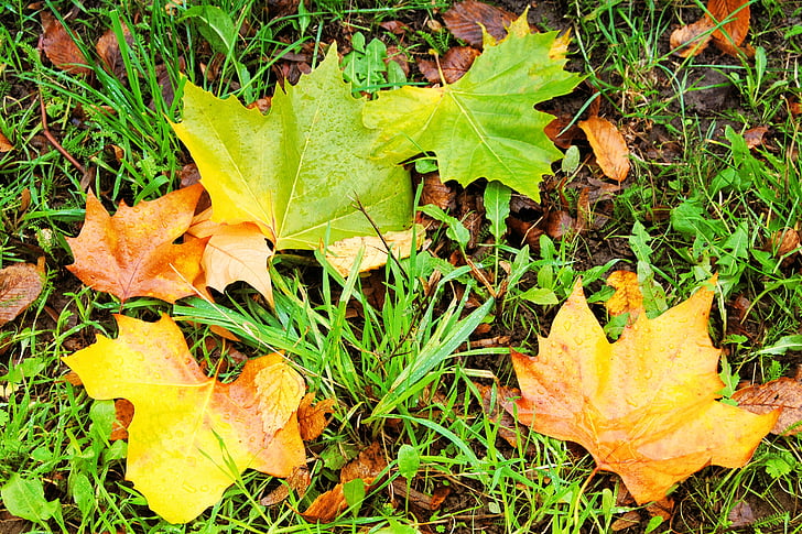 falla lövverk, lämnar, färgglada löv, hösten, höstfärg, lönnlöv, våt