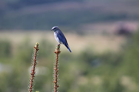 鸟, 自然, 蒙大拿州