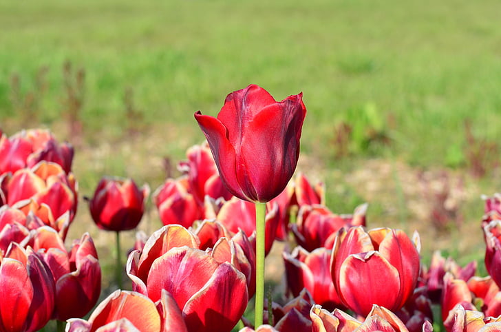 Тюльпани, червоний, макрос, яскраві кольори, Природа, Закри, Туреччина