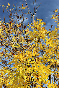 faller, gul, blå himmel, hösten, naturen, säsong, lövverk