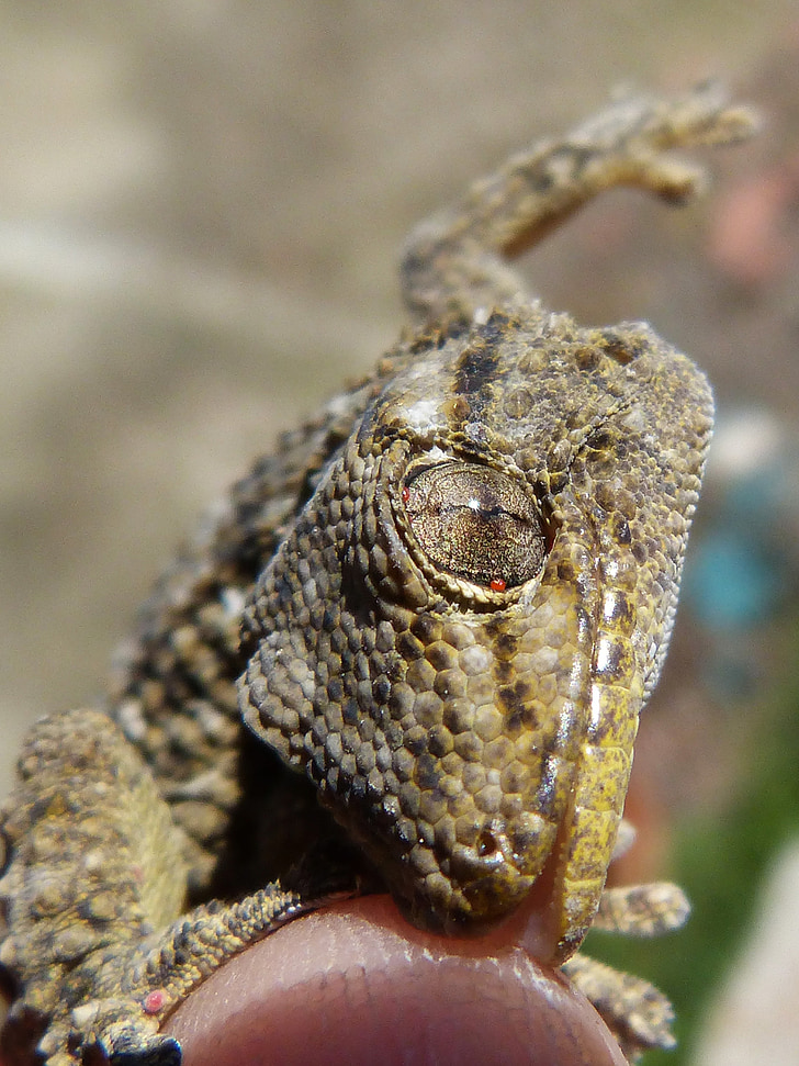 Gecko, Dragon, bita, reptil, hand, detalj