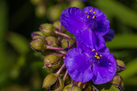 Blume, Blau, Blüte, Bloom, Anlage, Garten