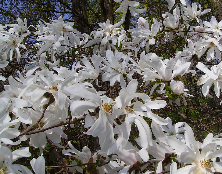 magnolie estrella, Magnolia stellata, arbusto ornamental, Magnolia, flor, floración, ornamental
