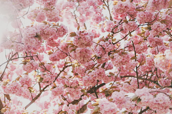 Foto, Rosa, nejlika, blommor, naturen, Blossoms, grenar