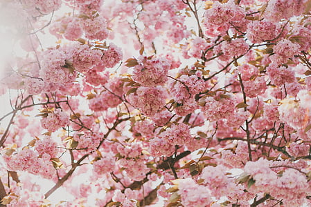 снимка, розово, Карамфил, цветя, природата, цветове, клонове