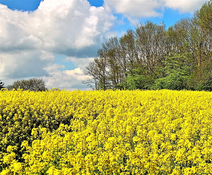 campo de colza, flor de estupro, amarelo, brilhante, Primavera, natureza, óleo vegetal