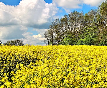 campo de colza, flor de violación, amarillo, brillante, primavera, naturaleza, planta de aceite