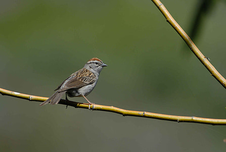 sparrow, bird, passerina, spizella, birds, animals, fauna