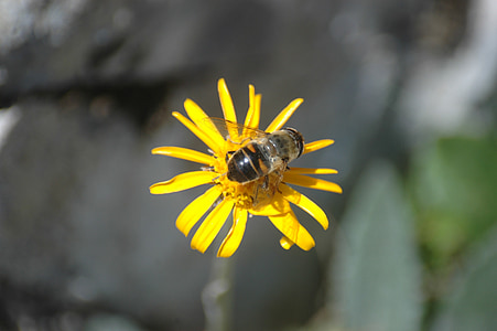 Bite, puķe, augu, kukainis, dzeltena