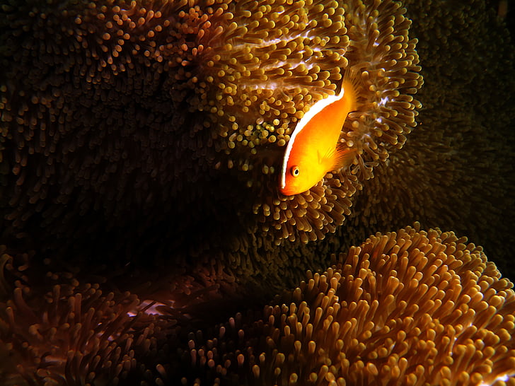 anemone fish, anemone, fish, sea, underwater, tropical, ocean
