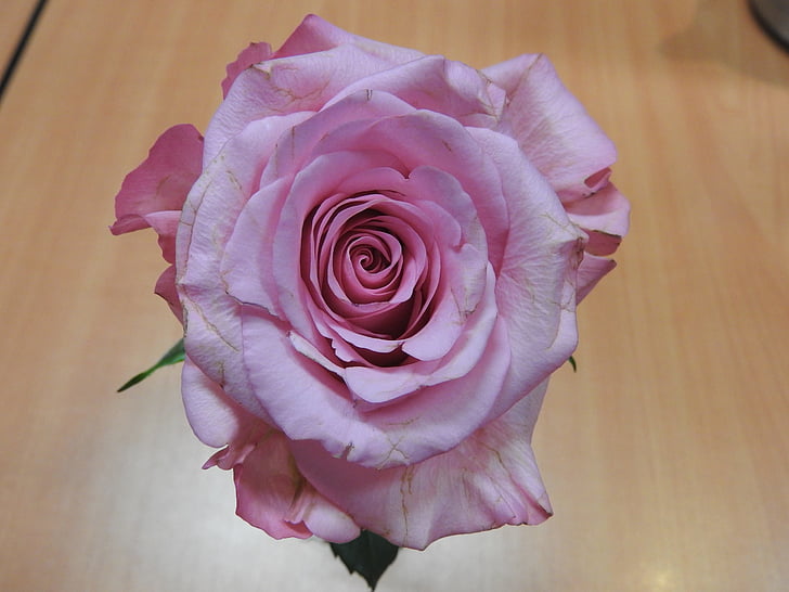 rose, flower, blossom, romantic, valentine, rose - flower, petal