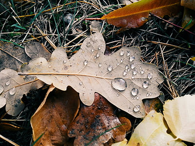 sheet, autumn, drops, macro, autumn leaf, nature, yellow leaves