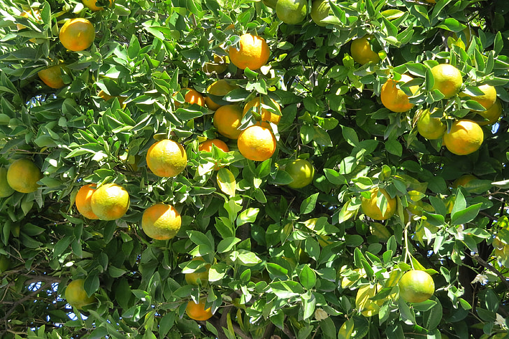 mandarynki, cytrynowy, drzewo, owoce, warzyw, pomarańczowy, Natura