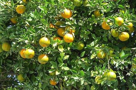 Tangerine, Citronskābe, koks, augļi, dārzenis, oranža, daba