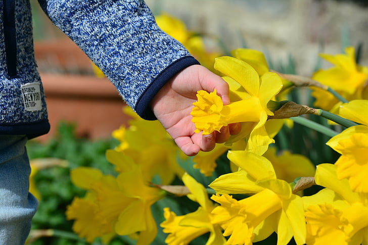 Daffodils, osterglocken, tangan, tangan anak, anak, Paskah, Salam Paskah