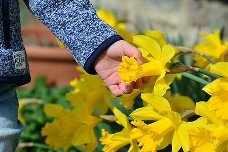 daffodils, osterglocken, hand, child's hand, child, easter, easter greeting
