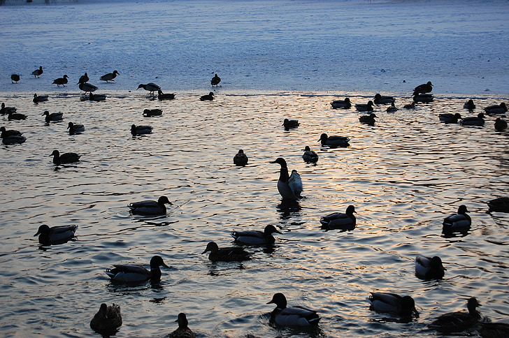 patke, vode, jezero, životinje, ptica, patka, divlje