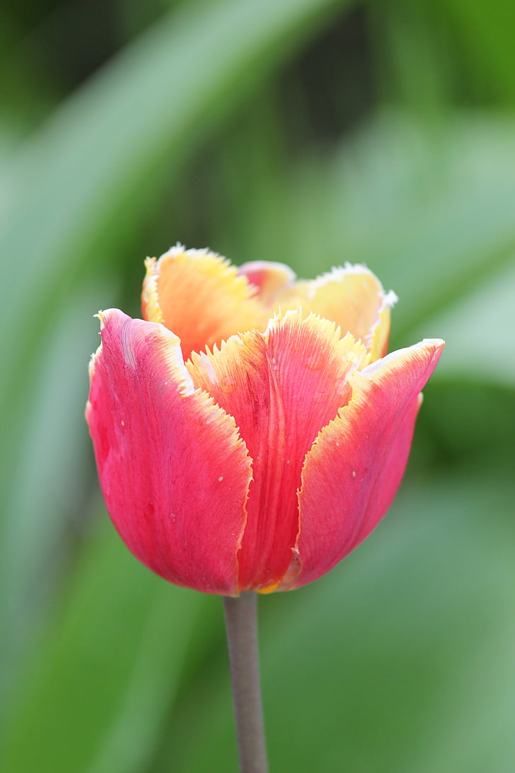 Tulipa, flor, groc, per pintar, natura, planta, pètal