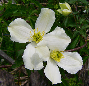 white clematis, clematis, climbing plants
