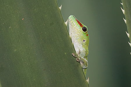 dyr, krybdyr, Gecko, Madagaskar, regnskoven